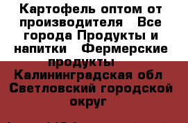 Картофель оптом от производителя - Все города Продукты и напитки » Фермерские продукты   . Калининградская обл.,Светловский городской округ 